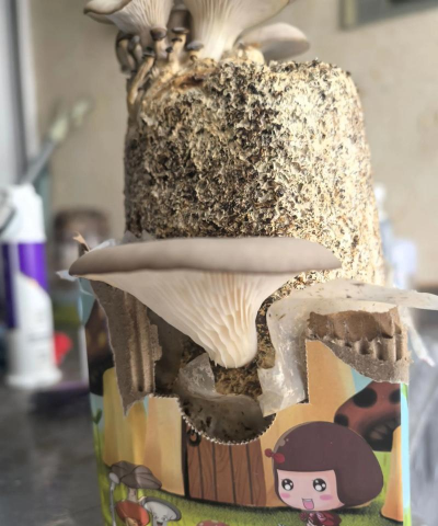 腐木种植平菇怎么种植 腐木种植平菇怎么种植