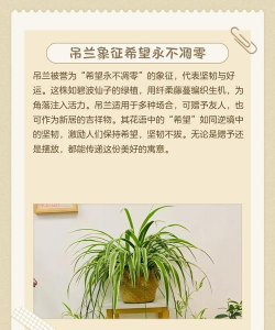 植物吊兰花语是什么 植物吊兰花语是什么