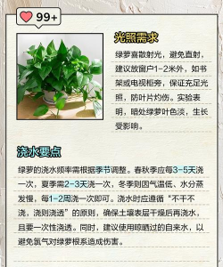 种植绿萝盆子怎么种植的 种植绿萝盆子怎么种植的