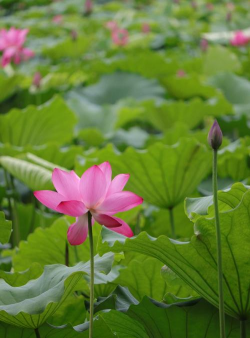 荷花开了什么的 荷花开了什么的