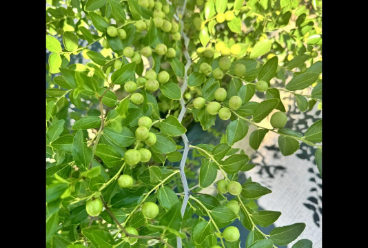 种植野酸枣怎么种植的呢 种植野酸枣怎么种植的呢