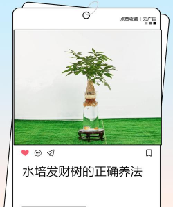 发财树水培怎么养殖 发财树水培怎么养殖