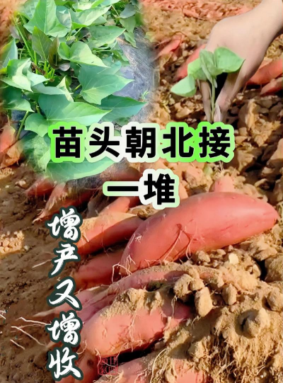 自家种植香芋怎么种植 自家种植香芋怎么种植