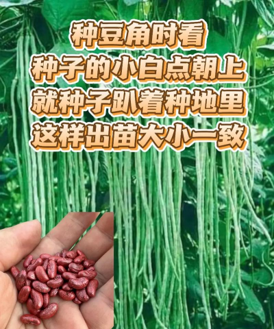 有机种植豆角怎么种植方法 有机种植豆角怎么种植方法