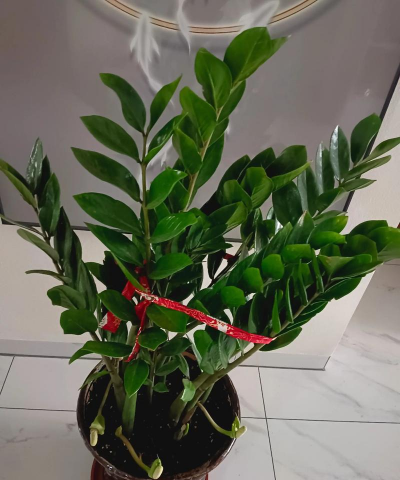 家里金钱树开花预示什么 家里金钱树开花预示什么