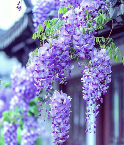 紫藤花有哪些特点 紫藤花有哪些特点