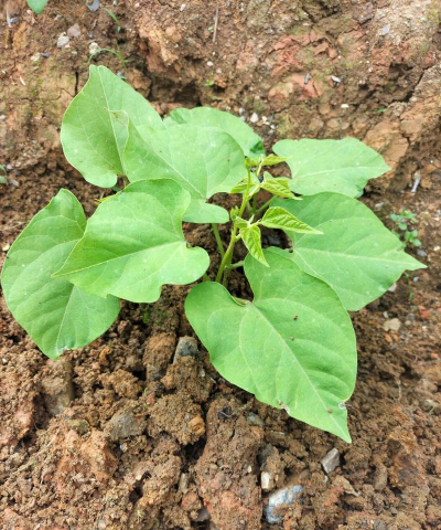 四季豆种子不发芽怎么办 四季豆种子不发芽怎么办