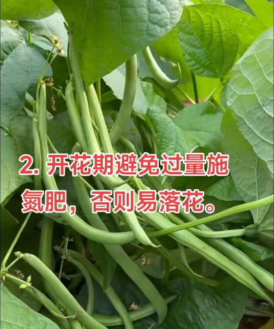 四季豆的种植方法和管理技术 四季豆的种植方法和管理技术