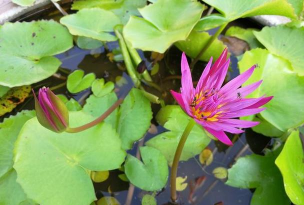 四页菡萏是什么花 四页菡萏是什么花