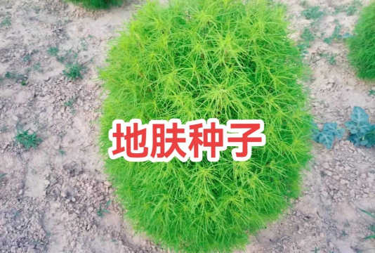 地肤草种子种植方法 地肤草种子种植方法