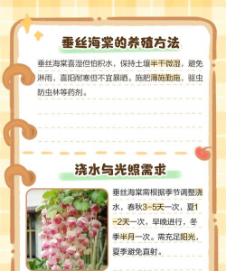 垂丝海棠种植方法和注意事项 垂丝海棠种植方法和注意事项