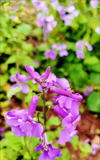 春天紫色有哪些花 春天紫色有哪些花