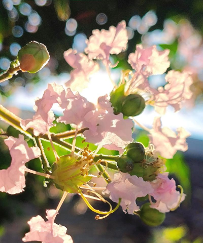 代表夏天的植物有哪些 代表夏天的植物有哪些