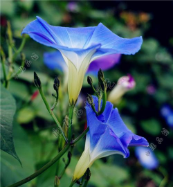 蓝色藤蔓花有哪些 蓝色藤蔓花有哪些