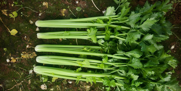 山东芹菜的主要产地在哪,芹菜基地哪里最便宜 山东芹菜的主要产地在哪,芹菜基地哪里最便宜