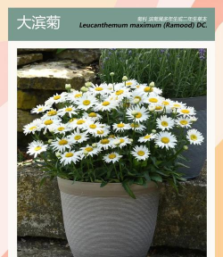 大滨菊种子的种植方法和时间 大滨菊种子的种植方法和时间
