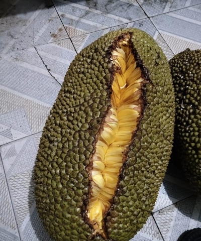 大树菠萝怎样才算成熟 大树菠萝怎样才算成熟