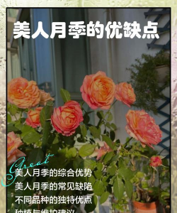 美人月季的优缺点 美人月季的优缺点