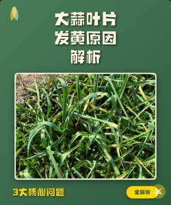大蒜叶子发黄怎么回事,怎么办 大蒜叶子发黄怎么回事,怎么办