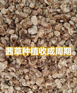 茜草什么时候种植怎么种植 茜草什么时候种植怎么种植