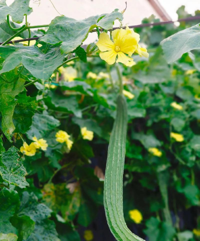 丝瓜花有哪些特点 丝瓜花有哪些特点