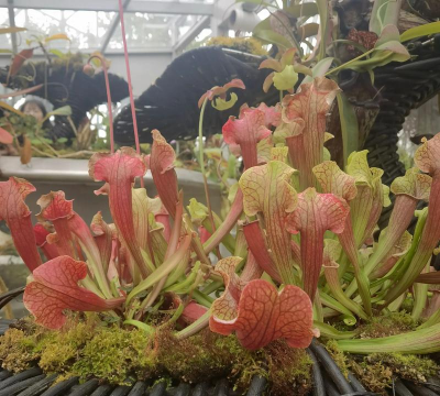 有哪些花可以吃人 有哪些花可以吃人