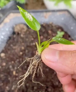 红掌种植大棚怎么种植好 红掌种植大棚怎么种植好