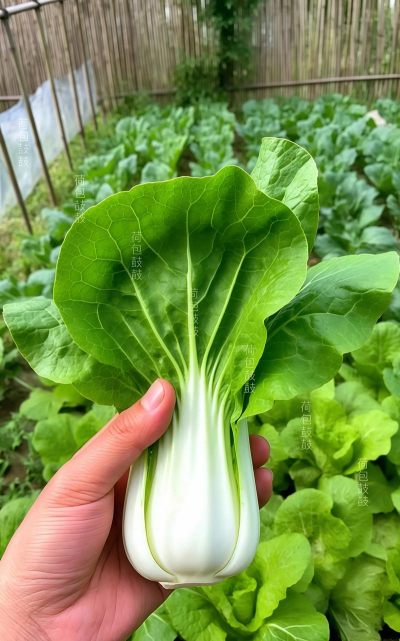 奶油快菜的种植方法和时间 奶油快菜的种植方法和时间