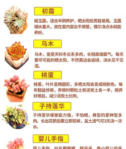 怎样养多肉植物 怎样养多肉植物
