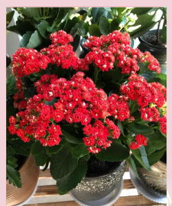 长寿花怎样扦插生根快 长寿花怎样扦插生根快