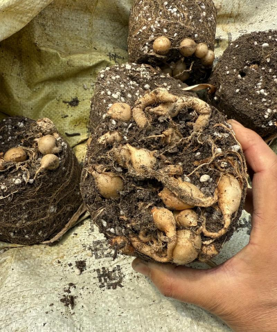 姜荷花种球怎么种植方法 姜荷花种球怎么种植方法