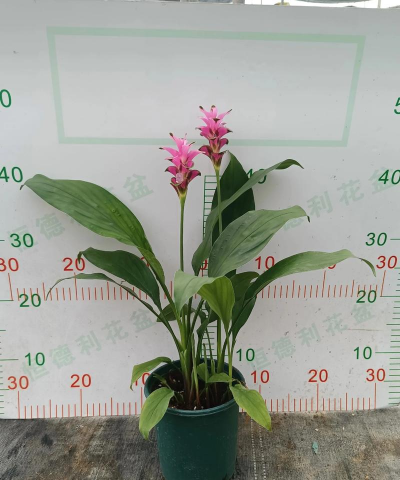 姜荷花花期多久 姜荷花花期多久