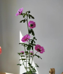 室内阳台有哪些花 室内阳台有哪些花