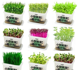 盆栽种植蔬菜籽怎么种植 盆栽种植蔬菜籽怎么种植