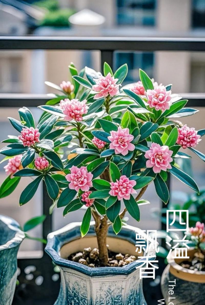 金边瑞香用什么盆最好 金边瑞香用什么盆最好