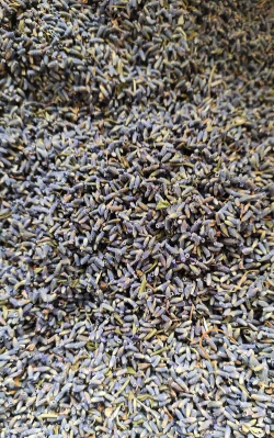 薰衣草种子什么品种好 薰衣草种子什么品种好