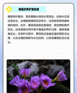 为什么家里不能放莲花 为什么家里不能放莲花