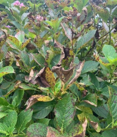 为什么有些树叶腐烂不了 为什么有些树叶腐烂不了