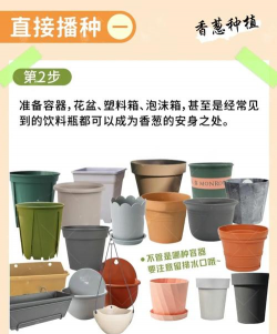 葱种植技术和种植时间 葱种植技术和种植时间