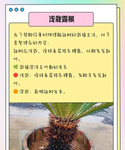 小铁树的养殖方法和注意事项 小铁树的养殖方法和注意事项