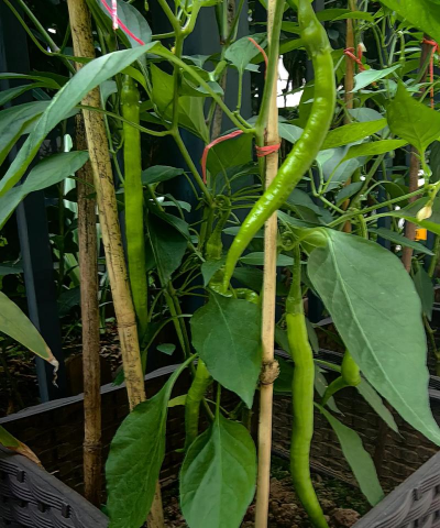 种植西梅苗子怎么种植的 种植西梅苗子怎么种植的