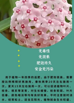 球兰施肥用什么肥料 球兰施肥用什么肥料