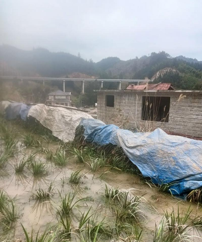 山奈种植种子苗怎么种植 山奈种植种子苗怎么种植