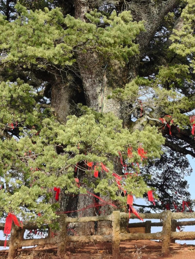 风化土适合种什么树 风化土适合种什么树