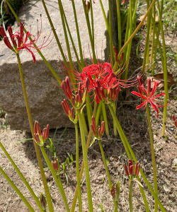 彼岸花又叫什么花 彼岸花又叫什么花