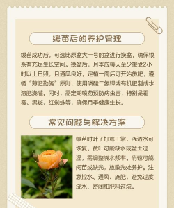 快递来的月季怎么缓苗 快递来的月季怎么缓苗