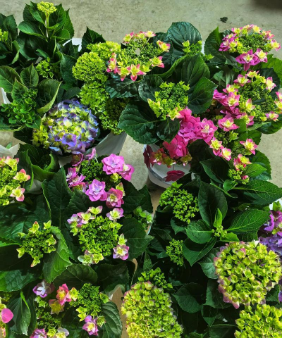 有哪些花可以过冬 有哪些花可以过冬