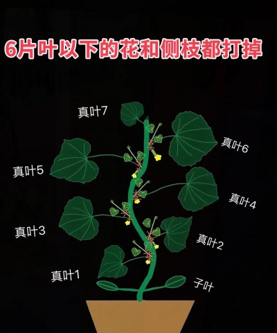 怎样修剪黄瓜才能高产 怎样修剪黄瓜才能高产