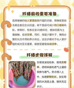 怎样扦插仙人掌 怎样扦插仙人掌