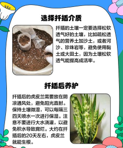 扦插虎皮兰快速生根法 扦插虎皮兰快速生根法